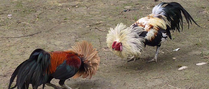 Cara Mengenali Jenis Ayam Peruvian Asli Dan Beberapa Kelebihannya