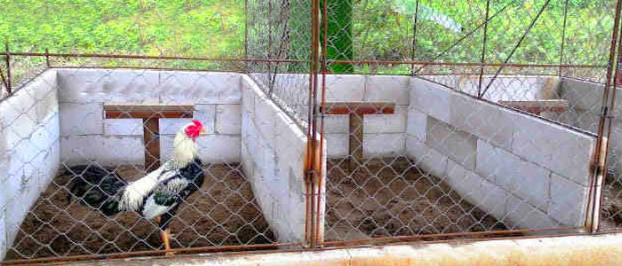 Cara Membuat Kandang Ayam Bangkok Dari Bambu Kekinian