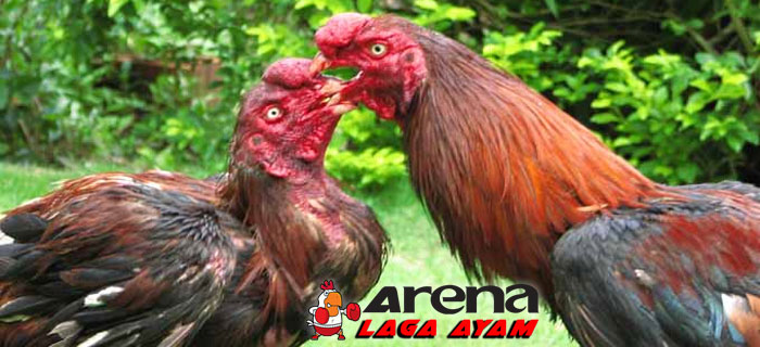 Komunitas ayam laga: Trik dan Cara Memilih Ayam Betina ...